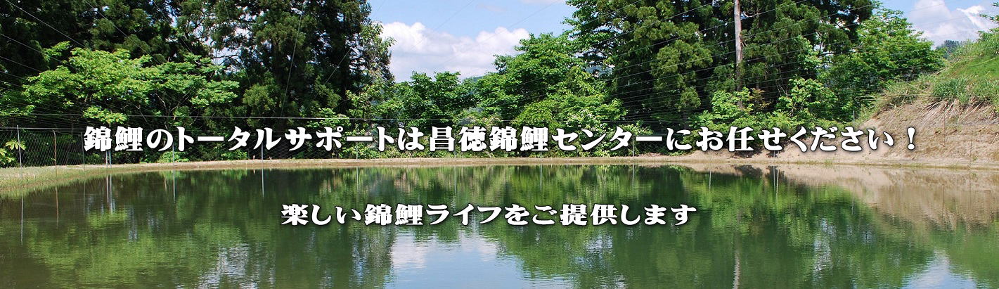 錦鯉売り出しに殺到し喧嘩勃発か？#錦鯉販売#koi #koifish - YouTube